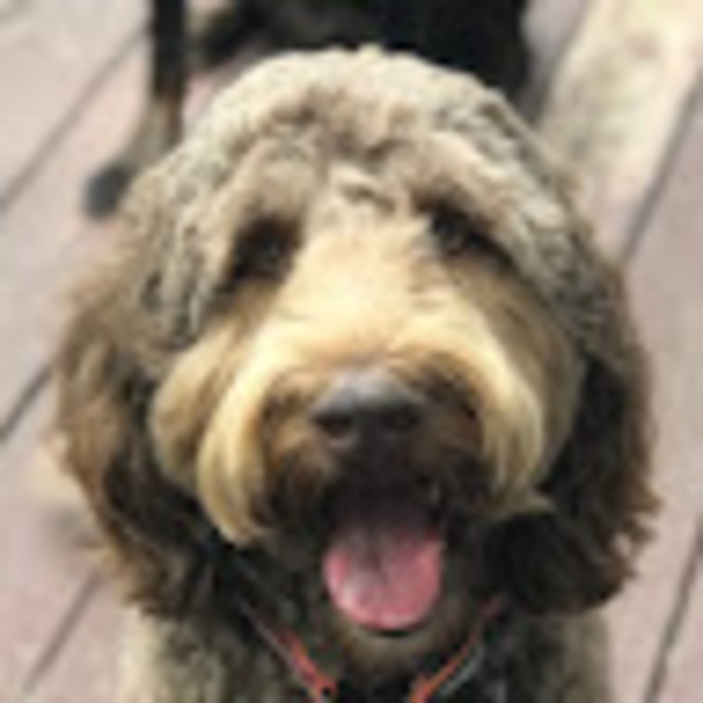 Meet your Posher, Annie
